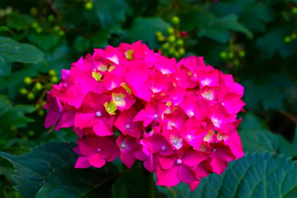 Una Rama Floreciente Hortensias Rojas Jardín Verano —  Fotos de Stock