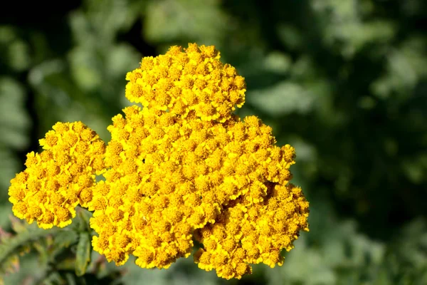 Tansy Género Botânico Pertencente Família Asteraceae — Fotografia de Stock