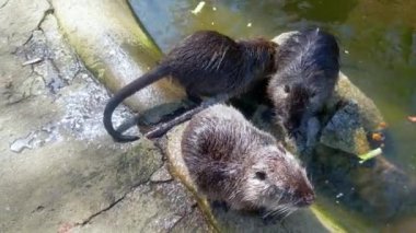 Nutrianın en üst görüntüsü. Su samuru soğuk suda yıkanır..