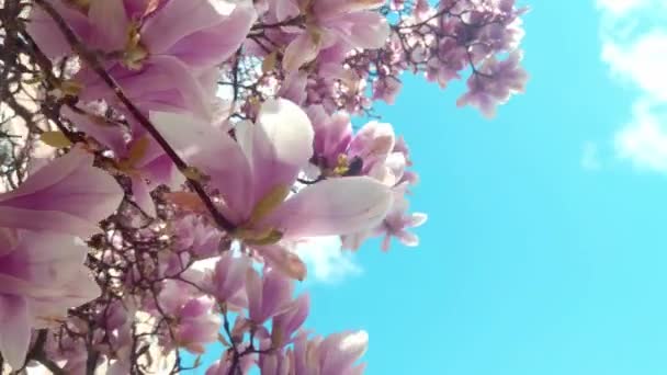 Blühende Rhododendron-Zweige gegen den blauen Himmel. Naturbelassene Azaleen im Frühling. Rosafarbene Rhododendron-Blüte aus nächster Nähe. — Stockvideo