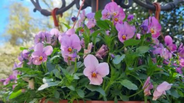 İlkbaharda parkta çiçek açan küçük çiçeklerin yakın çekimi..