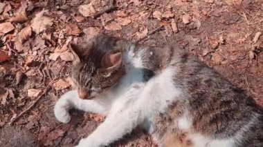 Yerde güzel ve nazik bir kedi yatıyor. Evcil hayvanlar. En popüler arkadaş hayvanlardan biri..
