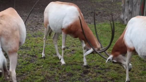 Deux antilopes se battent avec leurs cornes. Faune. — Video