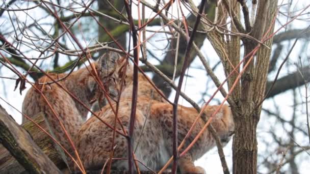 Lynxes are sitting on a tree. The lynx is a genus of carnivorous mammals of the cat family, closest to the cat genus. Wild cat washes. — Stock Video