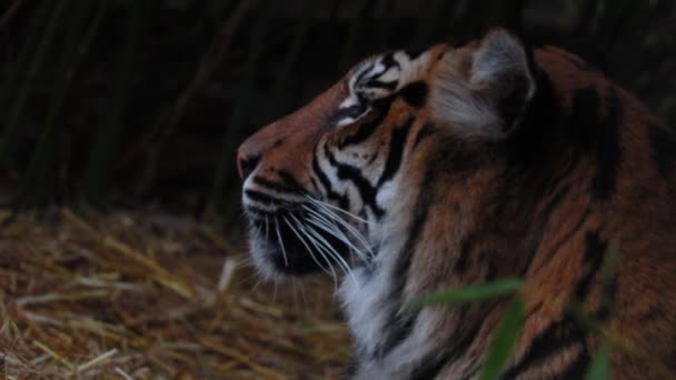 Крупный план тигра. Дикая кошка Тигр лежит и смотрит вдаль. — стоковое видео