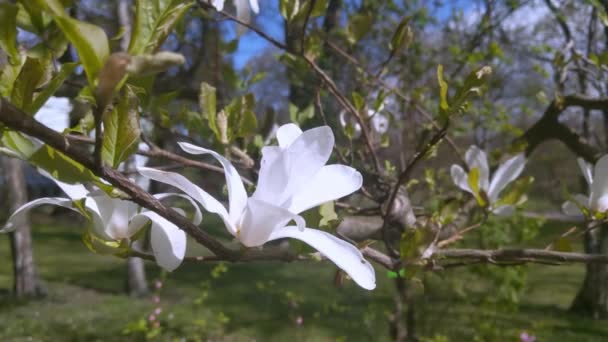 Blick auf einen jungen blühenden Magnolienzweig im Park im Frühling. — Stockvideo