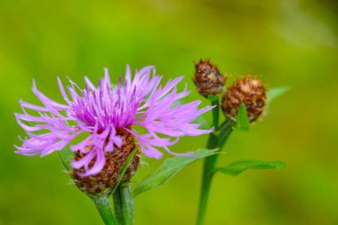 Güneşli bir yaz gününde çayırda çiçek açan çiçek.