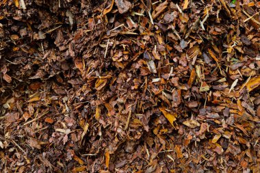 Sonbaharda ötenazi yapılan orman manzarası