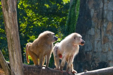 Ormandaki bir ağaçta bir makaklar oturuyor.