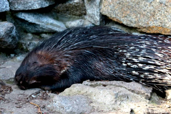 Porcupine Large Rodent Sharp Spines Needles Protect Them Predators — Stock Photo, Image