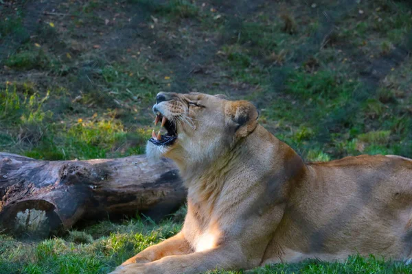 Die Löwin Liegt Mit Offenem Mund Auf Dem Boden — Stockfoto