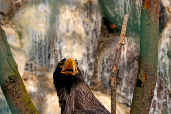 Πορτραίτο Ενός Όμορφου Αετού Ένα Δέντρο Άγρια Πουλιά Αετός — Φωτογραφία Αρχείου