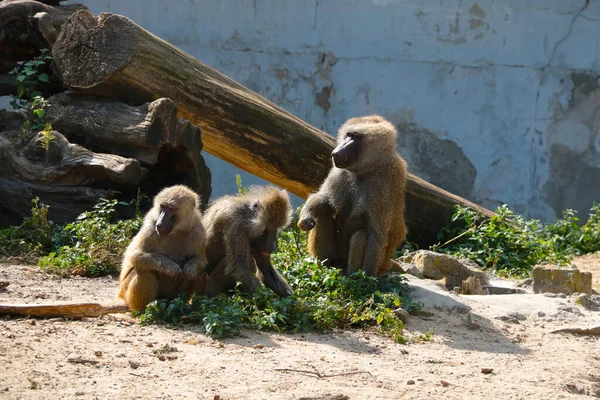 Macacos Están Sentados Suelo Parque —  Fotos de Stock