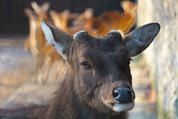 Portrait Cerf Sauvage Sans Bois Dans Nature — Photo