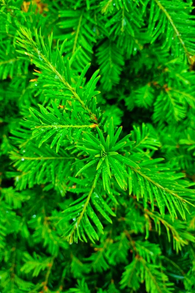 Vue Haut Sur Jeune Épinette Verte Pinède Fond — Photo