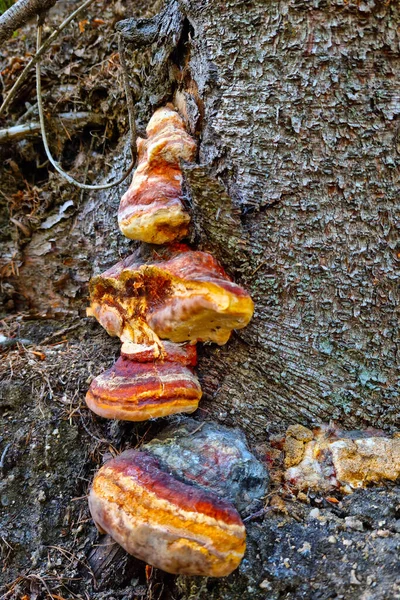 Setas Crecen Tronco Del Árbol Bosque — Foto de Stock