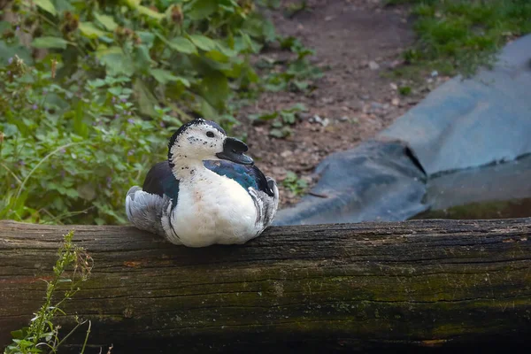 Beau Canard Est Assis Sur Arbre Dans Parc Oiseau Sauvage — Photo