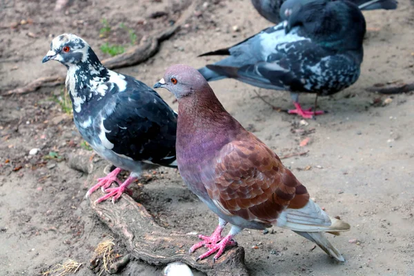 Gros Plan Magnifiques Pigeons Oiseau Populaire Ville Est Pigeon Symbole — Photo