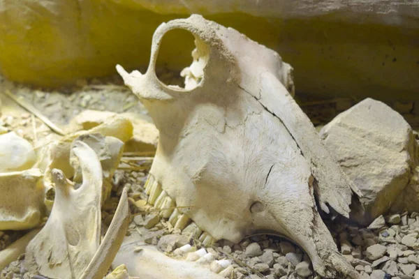 Close-up of the large skull and bones of the animal