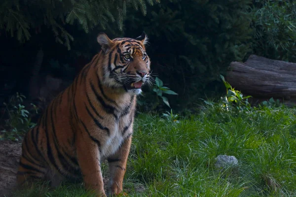Närbild Sittande Tiger Gräset Parken — Stockfoto