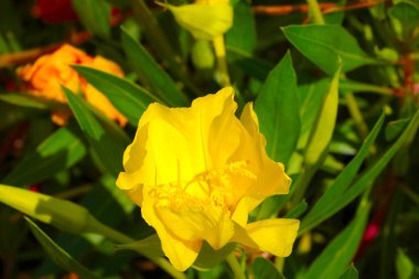 Yazın çayırda açan sarı kır çiçekleri.