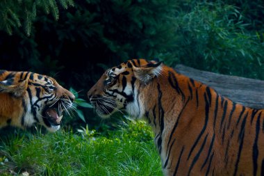 Kaplan ikinci kaplana hırlıyor. Vahşi yaşam. Kaplan ağzını açtı. Büyük dişler. Kaplan, kedi familyasından bir etobur memeli türüdür.