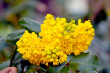 Parktaki bir çalılığın sarı çiçekli dalına yakın plan.