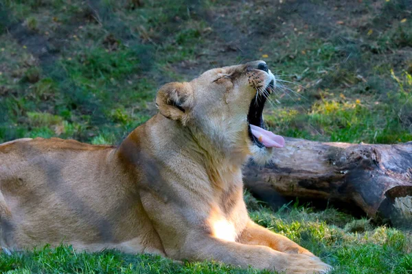 Die Löwin Öffnete Ihren Mund Große Zähne Eine Raubkatze — Stockfoto