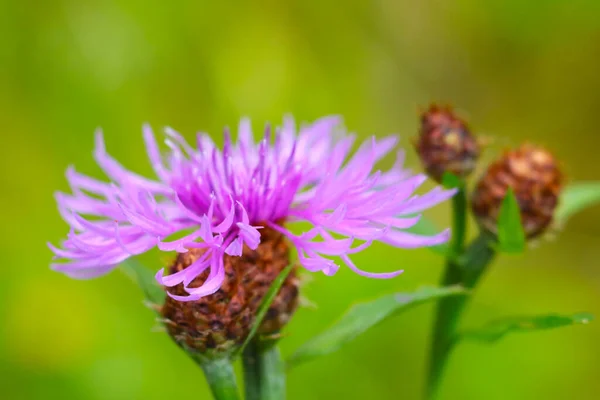 Selective Focus Flowering Cornflower Flower Meadow — Stock Photo, Image