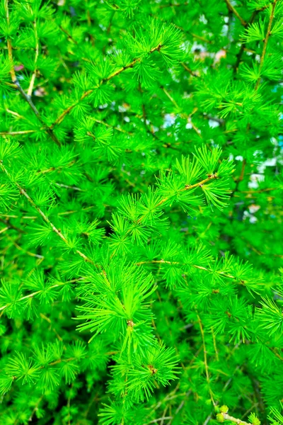 Beau Jeune Fond Vert Verdure Dans Parc Texture Verdure — Photo