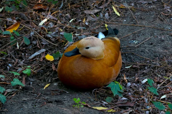 Güzel Renkli Vahşi Bir Ördek Yerde Oturuyor — Stok fotoğraf