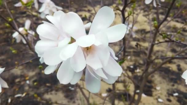 Branch Flowering Magnolia Sways Wind Spring Flowering Garden — Stock Video