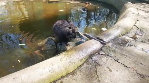 Close Lontras Flutuantes Água Rato Almiscarado — Vídeo de Stock