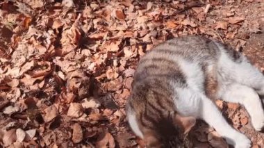 Kediyi yakından çek. Nazik ve sevimli hayvanlar. Kedi yeşillikte uzanıyor. Kuyruğunu sallıyor.