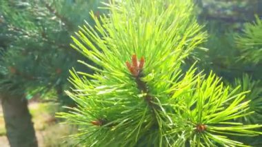 Ormandaki genç ladin dallarına ya da çam ağaçlarına yakın çekim