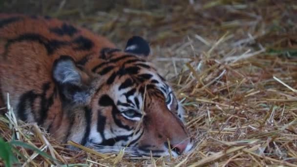 Närbild Lutande Tiger Djurliv Rovkatt — Stockvideo