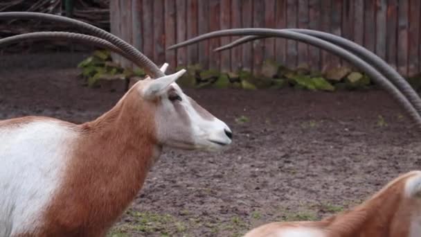 Närbild Antilop Med Stora Långa Horn — Stockvideo