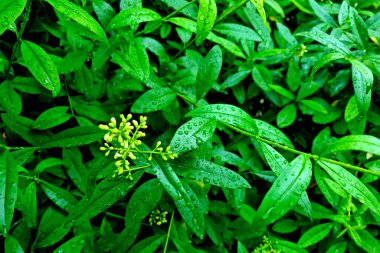 Su damlaları ve doğanın arka planında genç yeşil çalılar var.