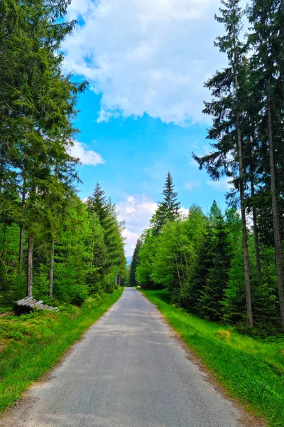 Een Pittoreske Weg Langs Het Groene Bos Schone Lucht — Stockfoto