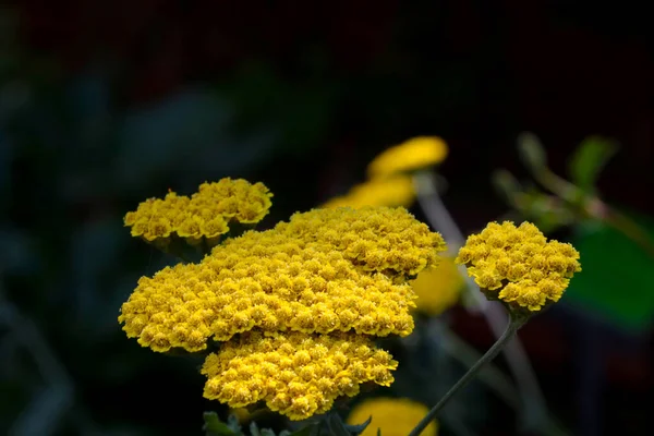 Close Yellow Flowering Tansy Meadow Used Traditional Medicine — Stock Photo, Image