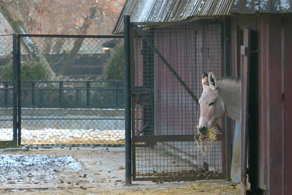 Koń Przewalskiego Jest Gatunkiem Lub Podgatunkiem Dzikiego Konia — Zdjęcie stockowe