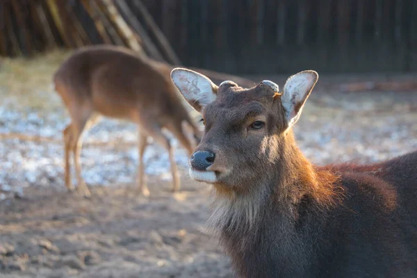 Beau Jeune Cerf Sans Bois Dans Parc Animalier — Photo