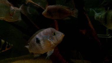 Güzel küçük balıklar akvaryumda yüzerler. Su altı fotoğrafçılığı