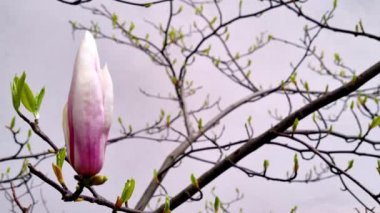 Parktaki çiçek açan bir rhododendron dalına yakın plan.