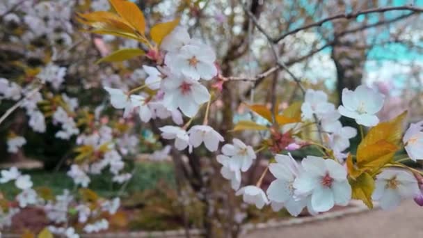 Närbild Körsbärsblomma Gren Parken — Stockvideo