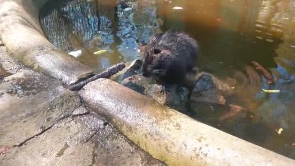 Close Van Een Otter Het Water Voeding Het Wild — Stockvideo