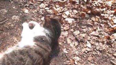 Bir kedi yerde yatar ve güneşin tadını çıkarır.