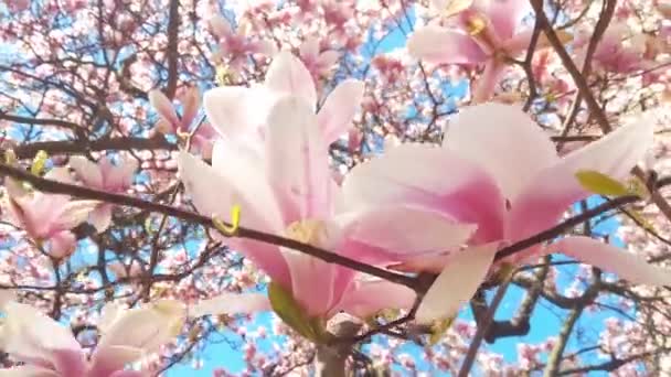Ανθισμένα Κλαδιά Ροδόδεντρου Στο Πάρκο Την Άνοιξη Μια Ηλιόλουστη Μέρα — Αρχείο Βίντεο