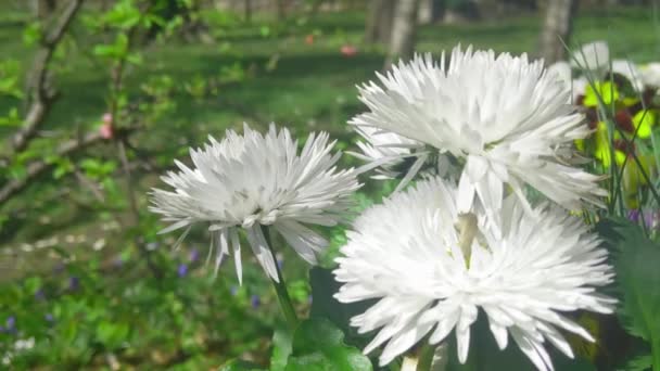 Κοντινό Πλάνο Των Λευκών Ανθοφόρων Λουλουδιών Στο Πάρκο — Αρχείο Βίντεο