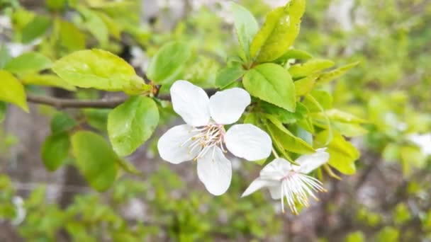春の庭の開花桜やリンゴの木の枝のクローズアップ — ストック動画